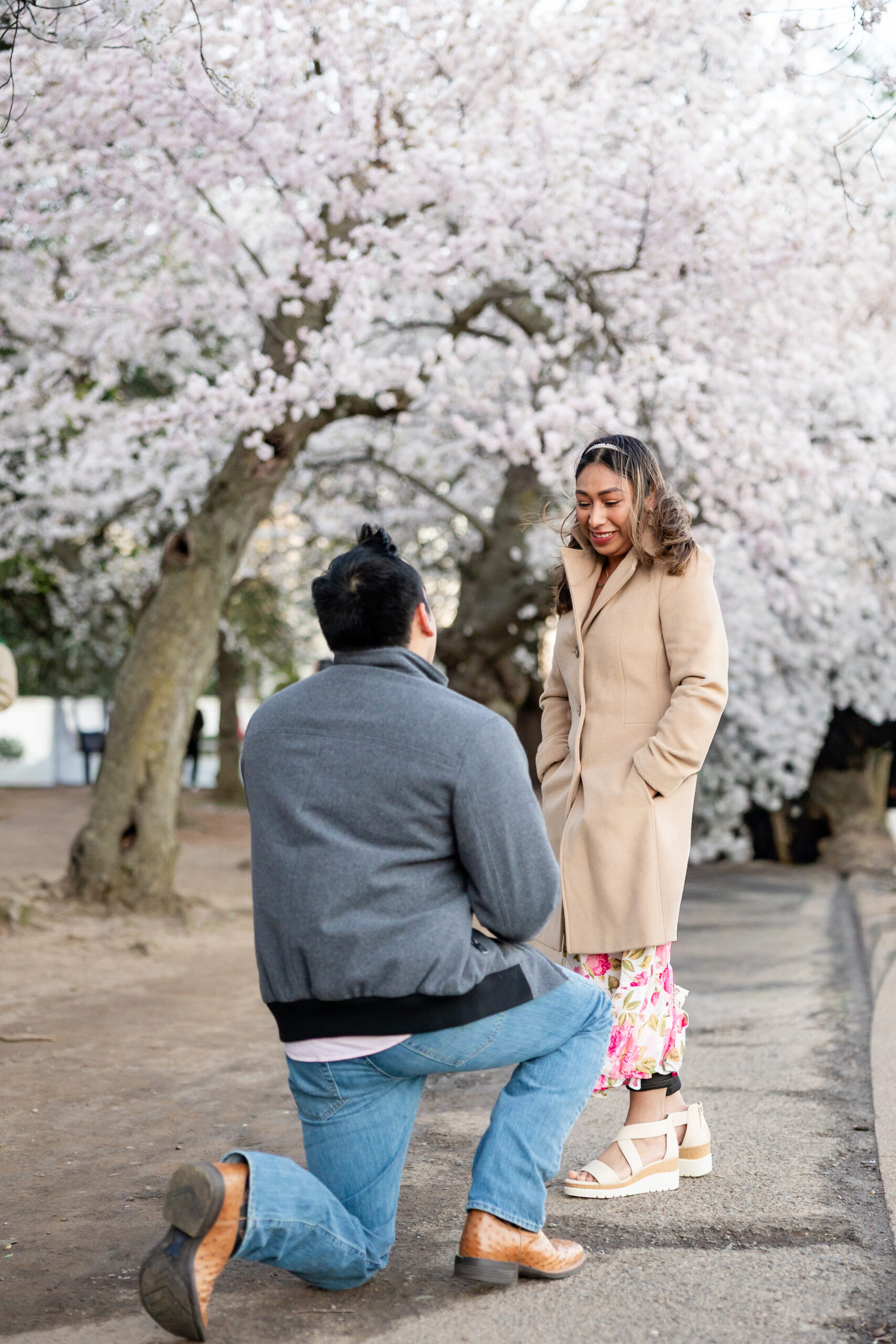 man proposing in front of woman among cherry blossoms in washington dc