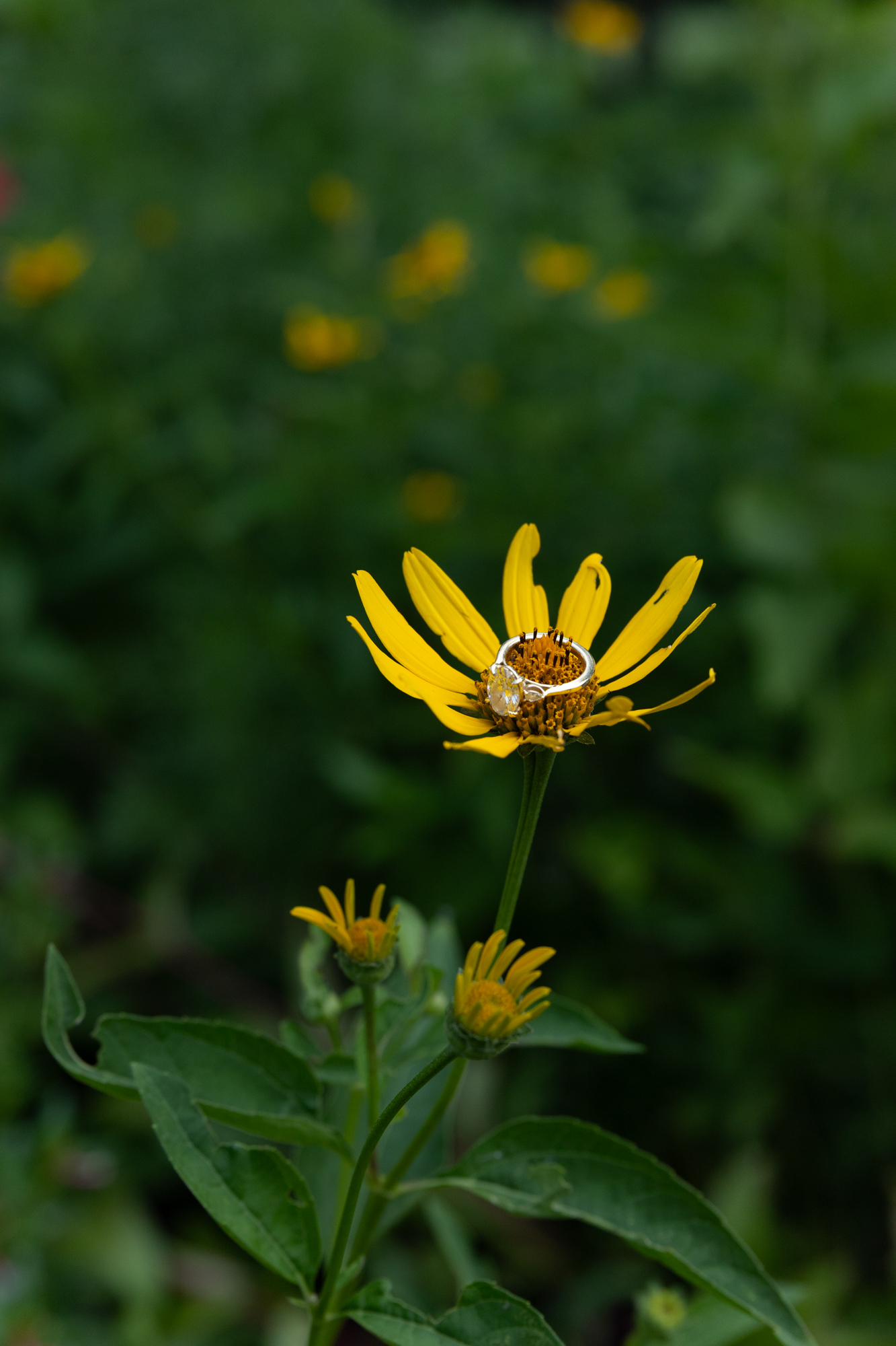 engagement ring on a yellow flower in green spring gardens alexandria va for an engagement session